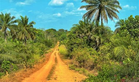  Biodiversity: Exploring Indonesia's Natural Treasures: A Symphony of Life Unveiled